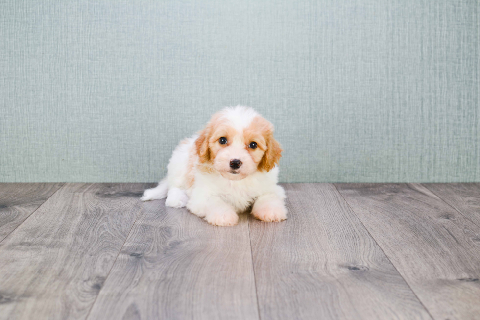 Cavachon Pup Being Cute