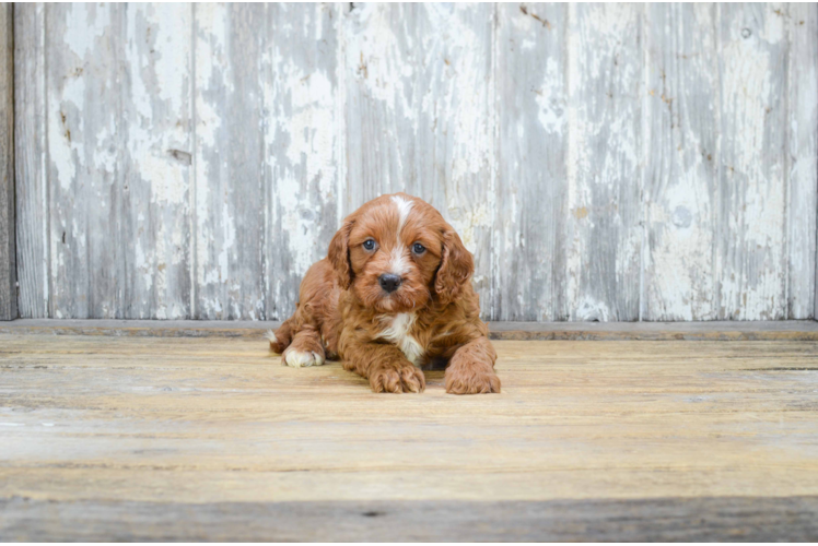 Adorable Cavoodle Poodle Mix Puppy