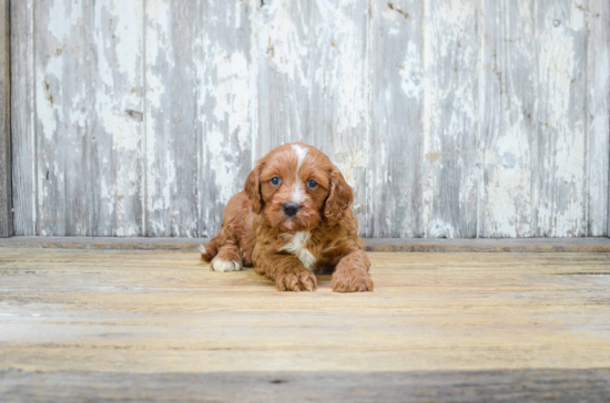 Adorable Cavoodle Poodle Mix Puppy