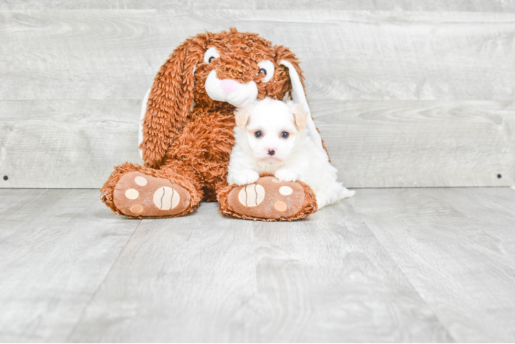 Havanese Pup Being Cute