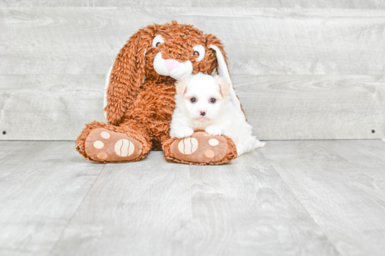 Havanese Pup Being Cute