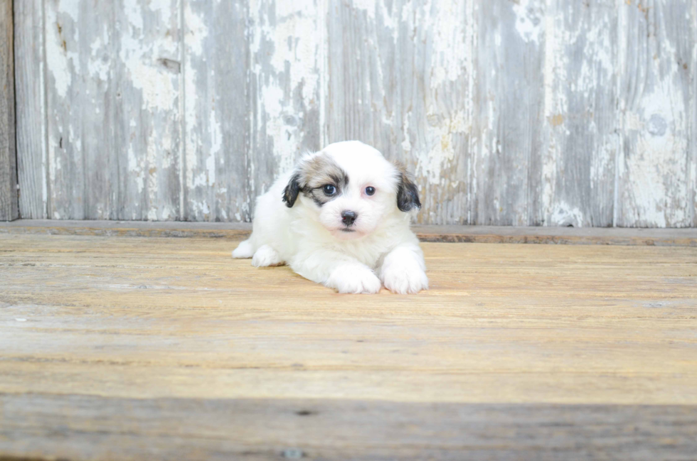 Teddy Bear Pup Being Cute