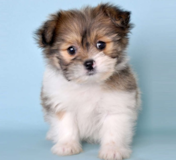 Petite Pom Tzu Designer Pup