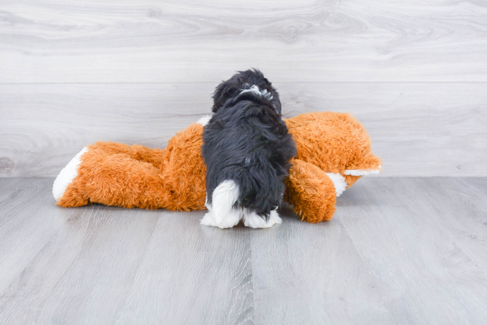 Playful Havanese Baby