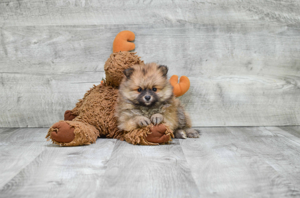 Best Pomeranian Baby