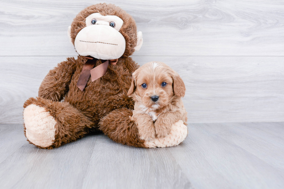 Cavapoo Pup Being Cute