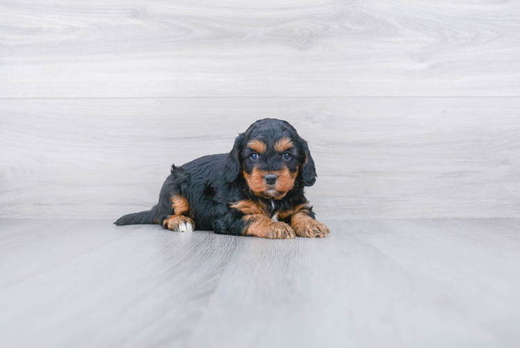 Best Cavapoo Baby