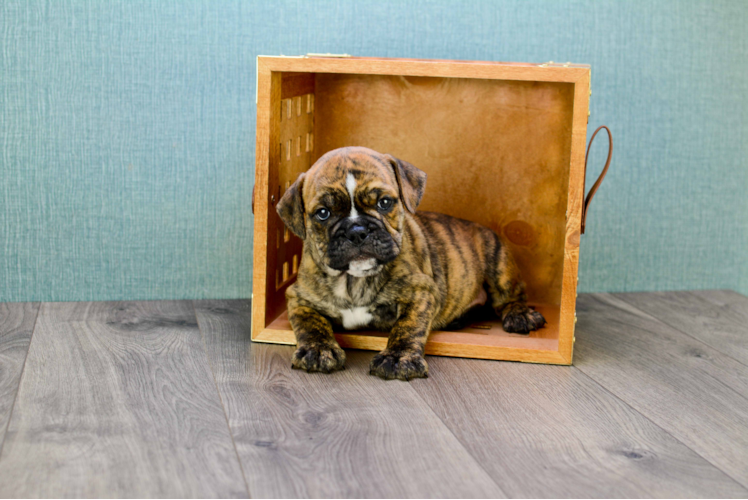 Cute English Bulldog Baby