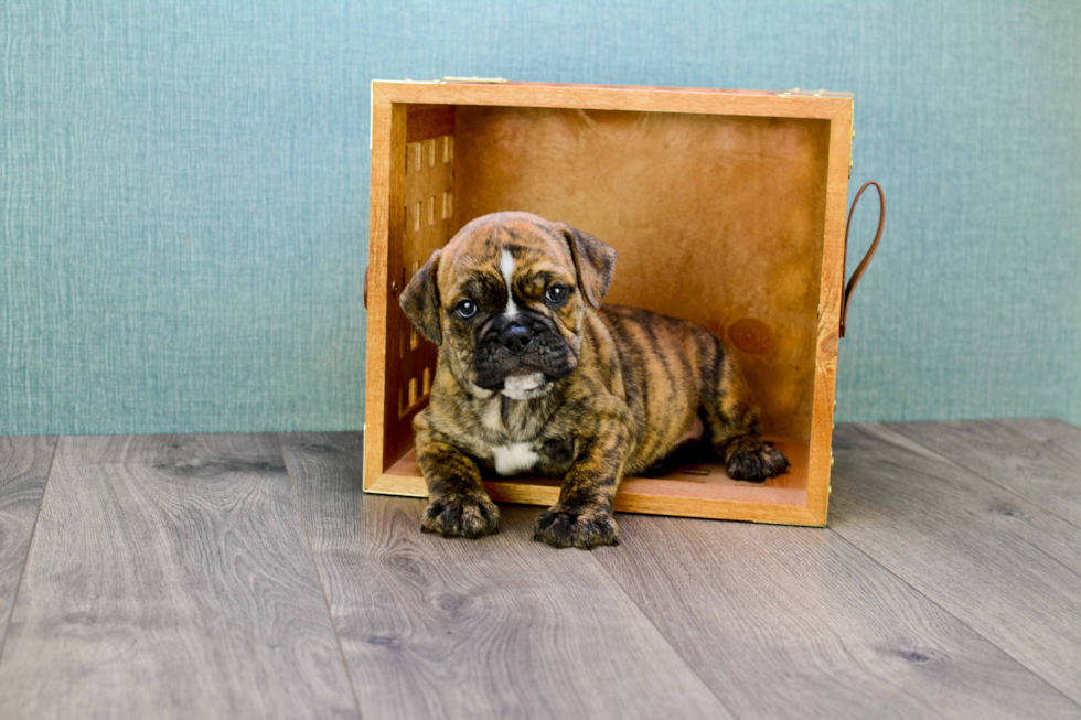 Cute English Bulldog Baby