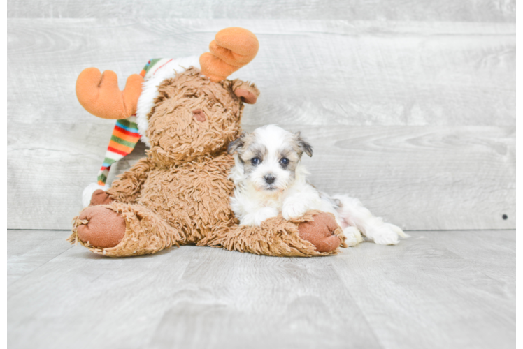 Playful Havanese Baby