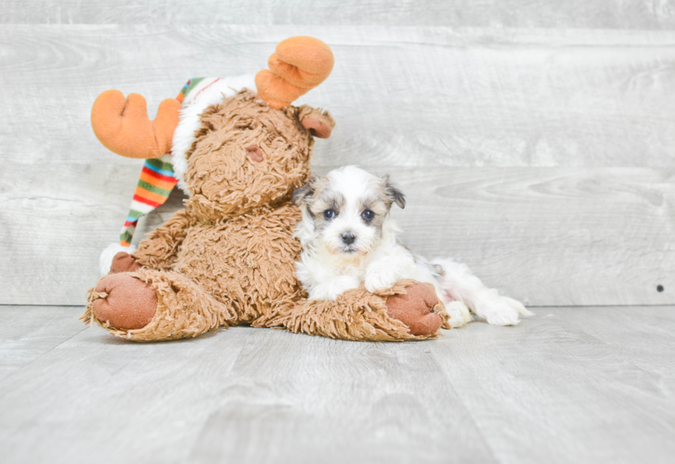 Playful Havanese Baby