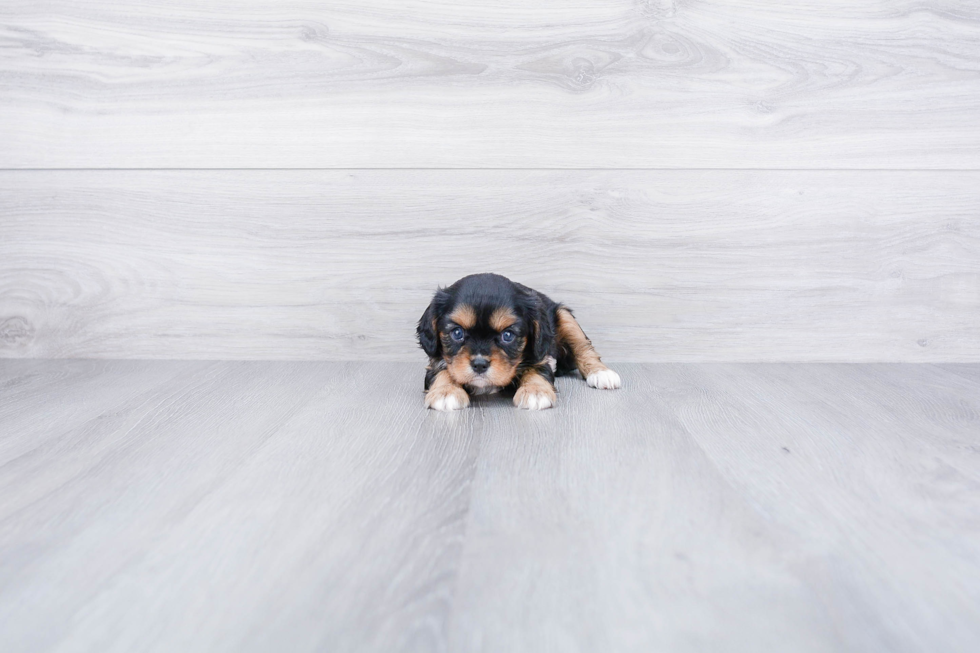 Cavalier King Charles Spaniel Pup Being Cute