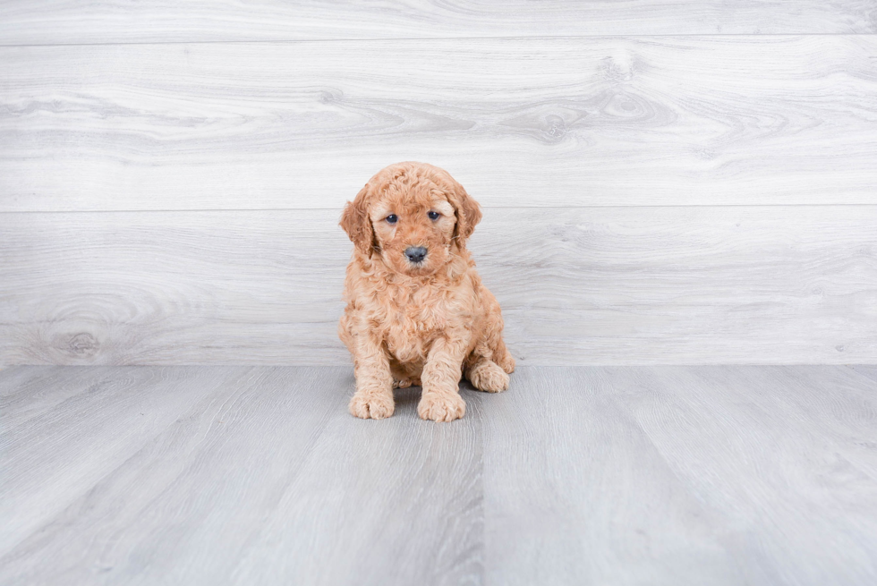 Mini Goldendoodle Puppy for Adoption