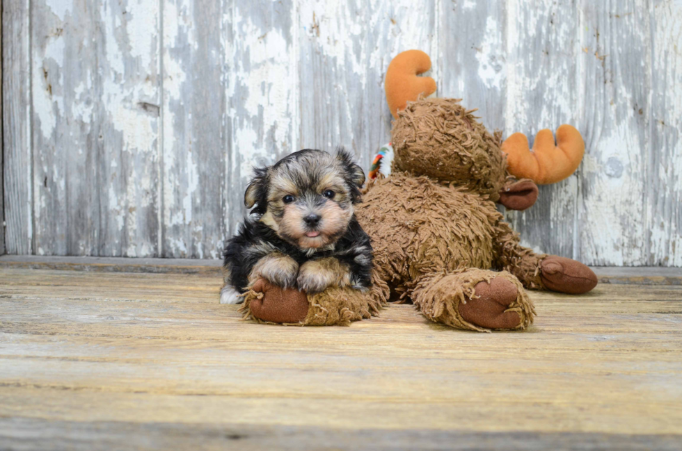 Morkie Puppy for Adoption