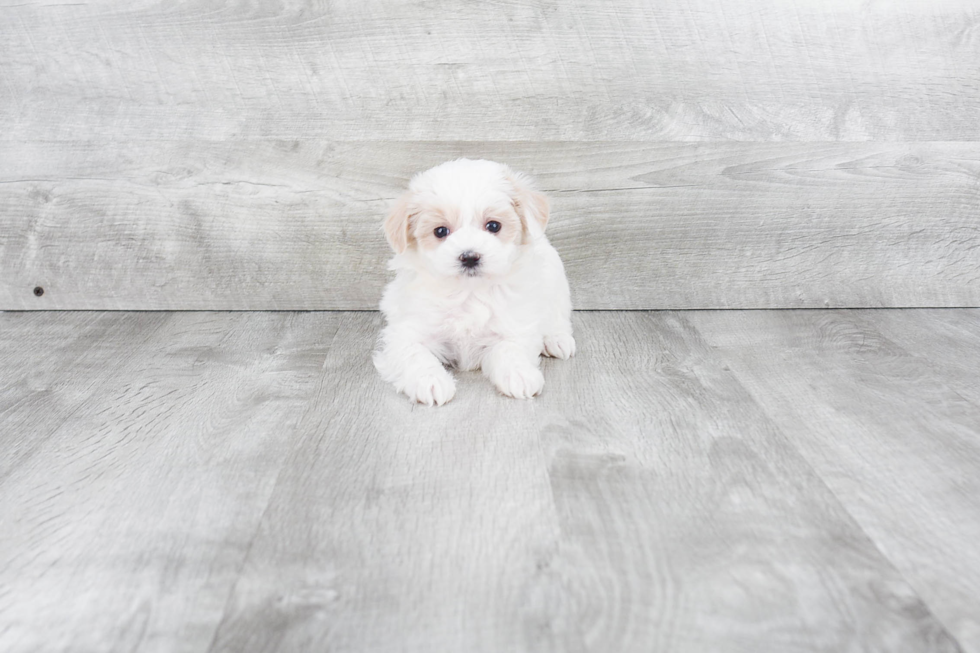 Best Maltipoo Baby