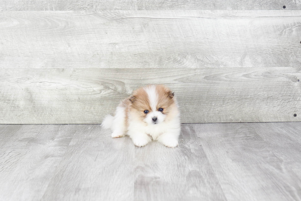 Pomeranian Pup Being Cute