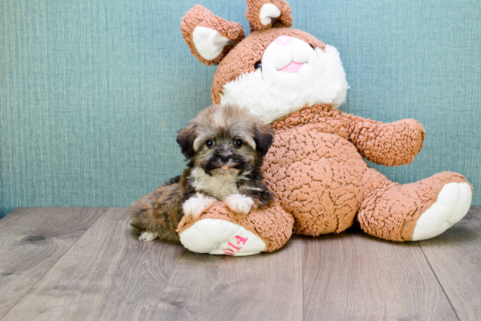 Havanese Pup Being Cute