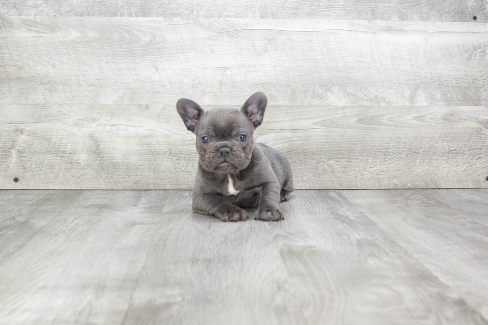 French Bulldog Pup Being Cute