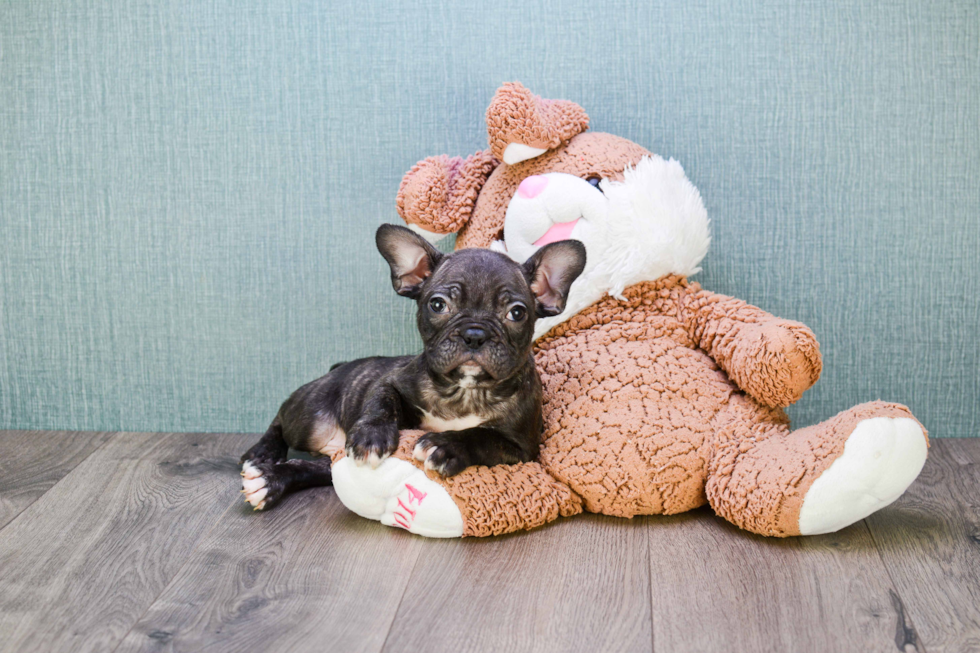 French Bulldog Puppy for Adoption