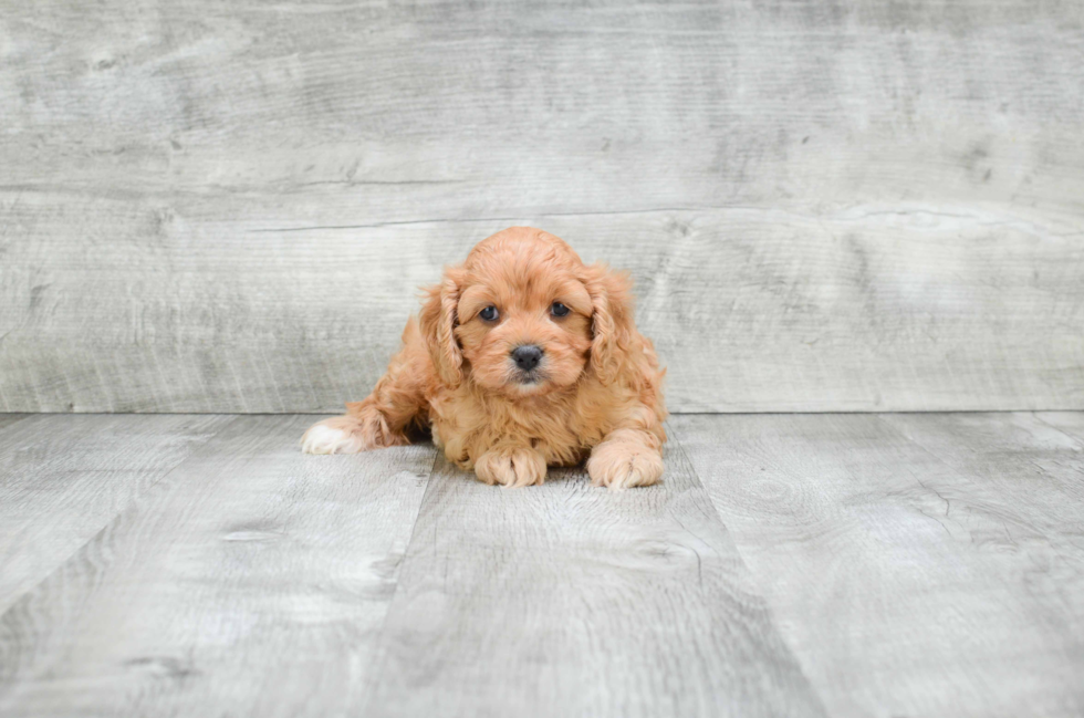 Cavapoo Pup Being Cute