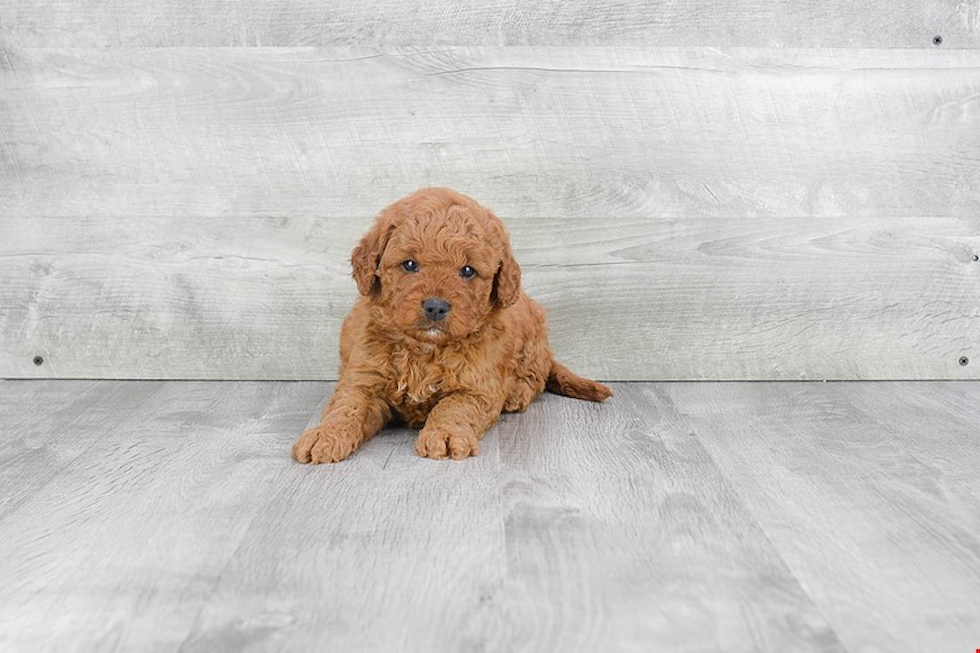 Hypoallergenic Golden Retriever Poodle Mix Puppy