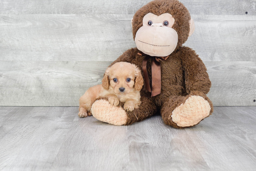 Cavapoo Puppy for Adoption