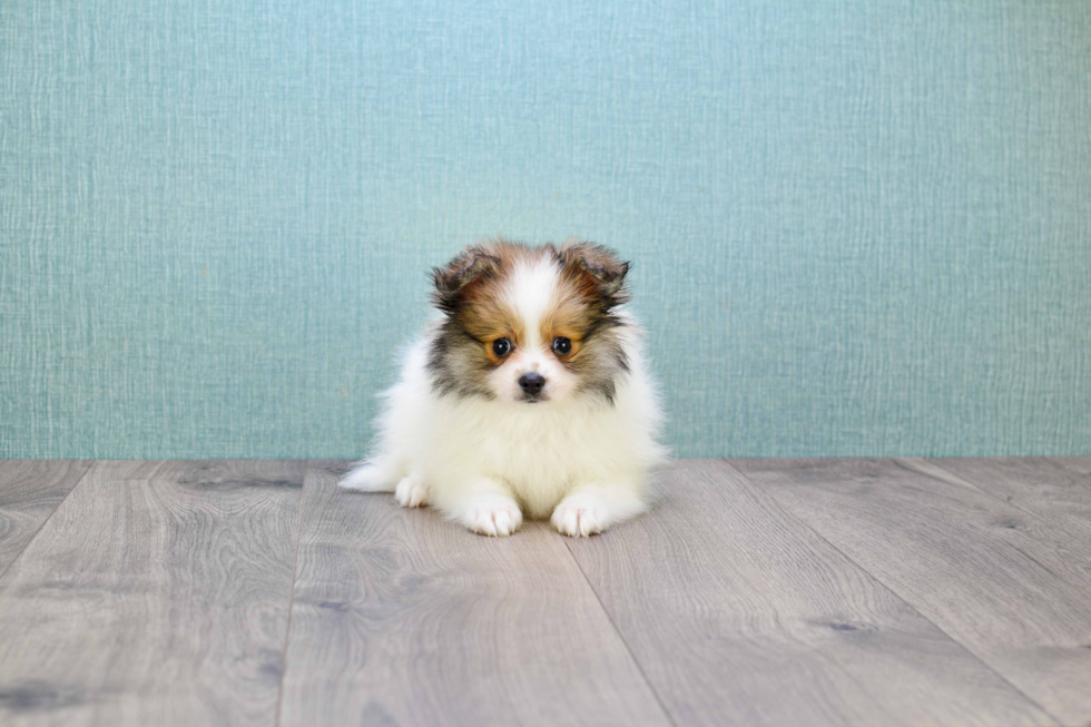 Pomeranian Puppy for Adoption