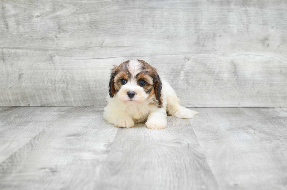 Smart Cavapoo Poodle Mix Pup