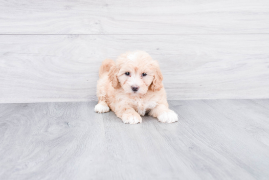 Smart Mini Goldendoodle Poodle Mix Pup