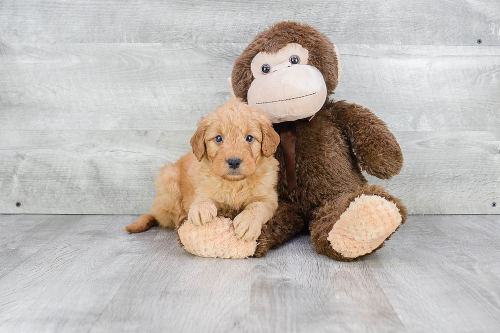 Best Mini Goldendoodle Baby