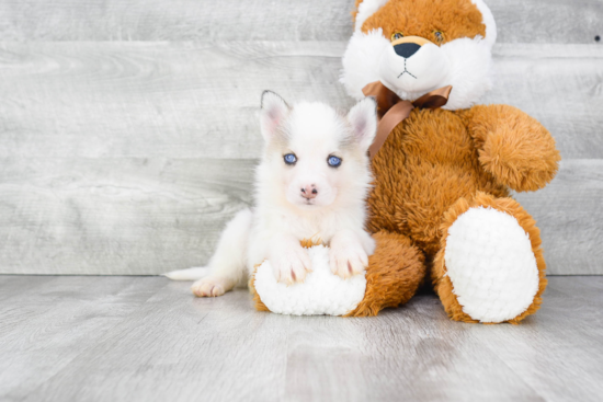 Pomsky Pup Being Cute