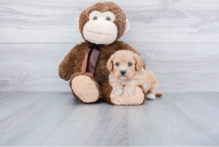 Small Cavapoo Baby