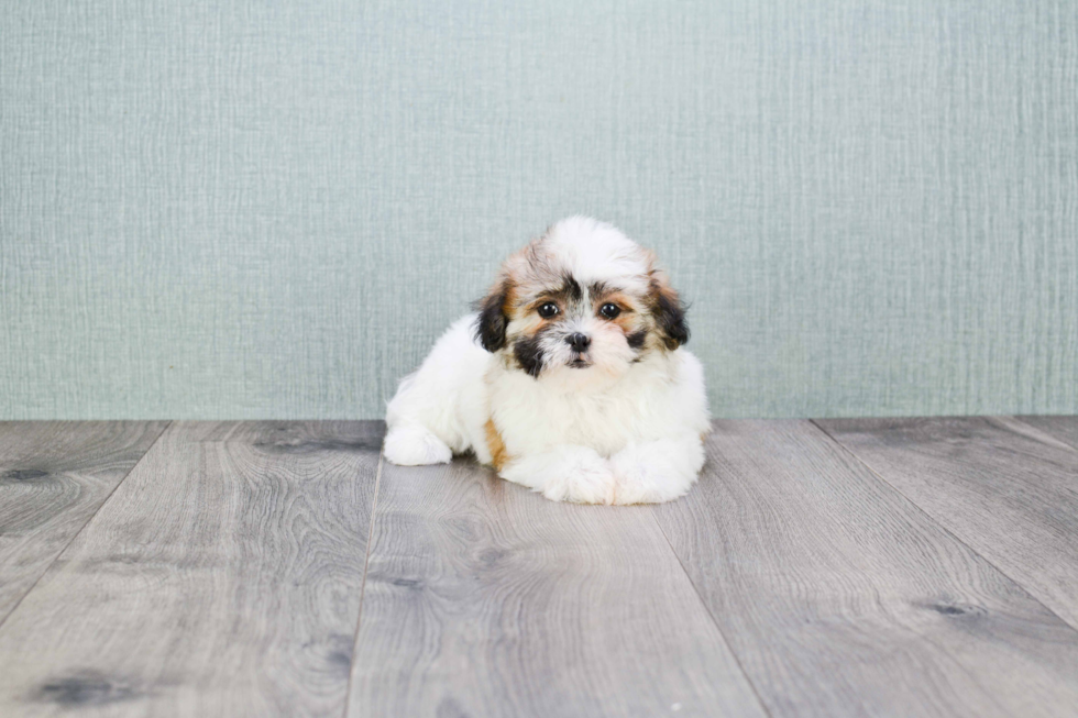 Teddy Bear Pup Being Cute