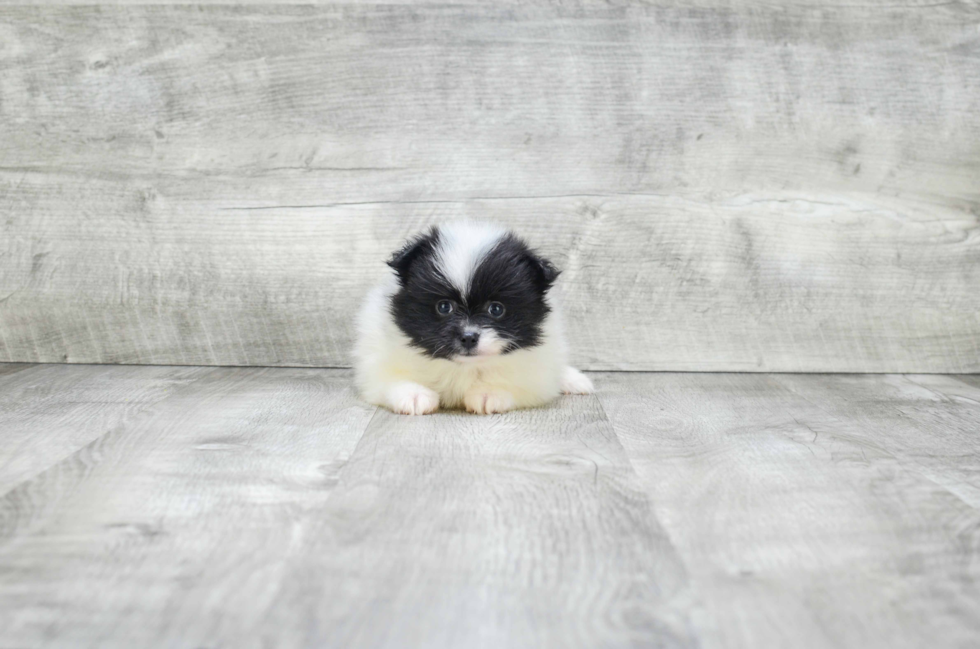 Energetic Pomeranian Purebred Puppy