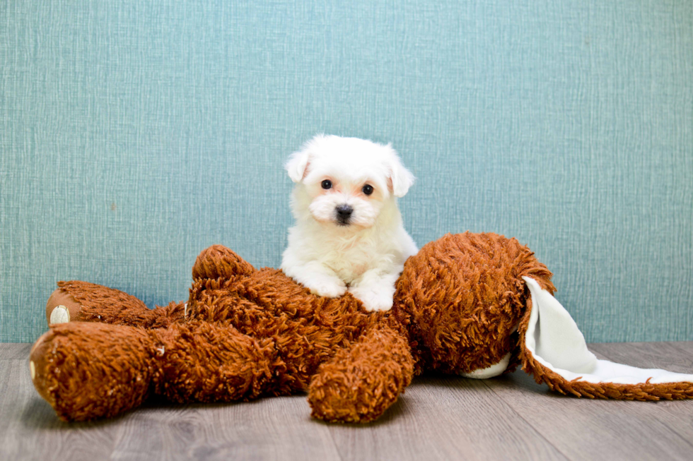 Morkie Pup Being Cute