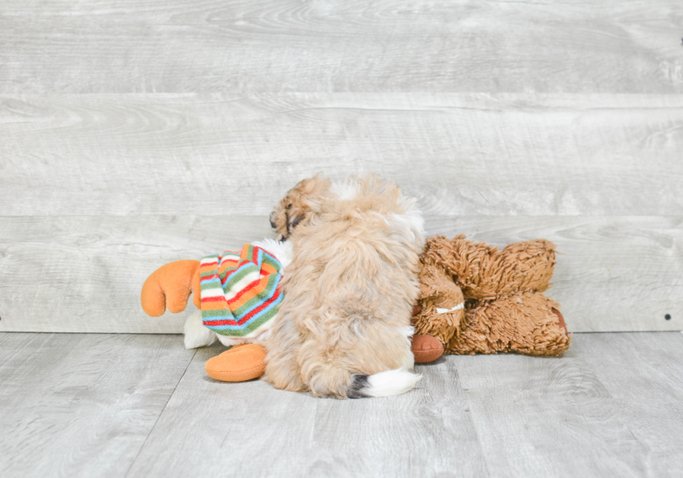 Playful Havanese Baby