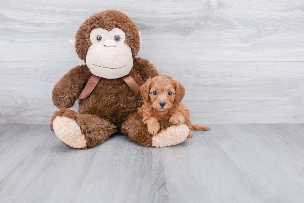 Little Cavoodle Poodle Mix Puppy