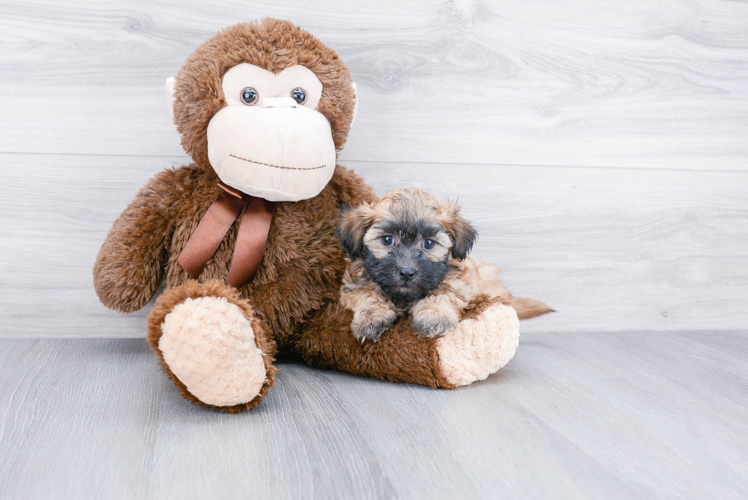 Fluffy Teddy Bear Designer Pup
