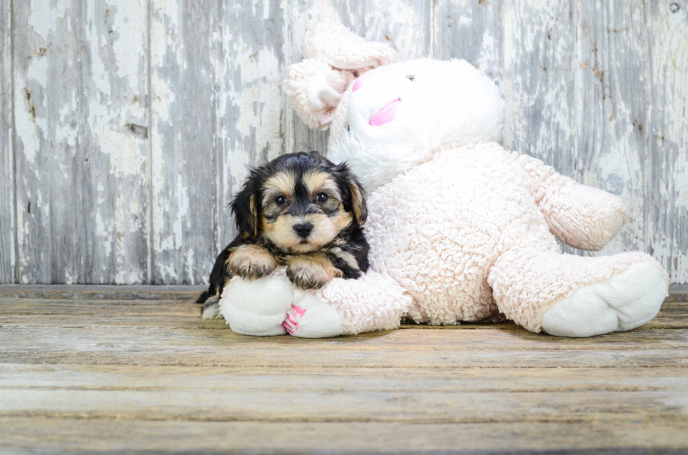 Fluffy Morkie Designer Pup