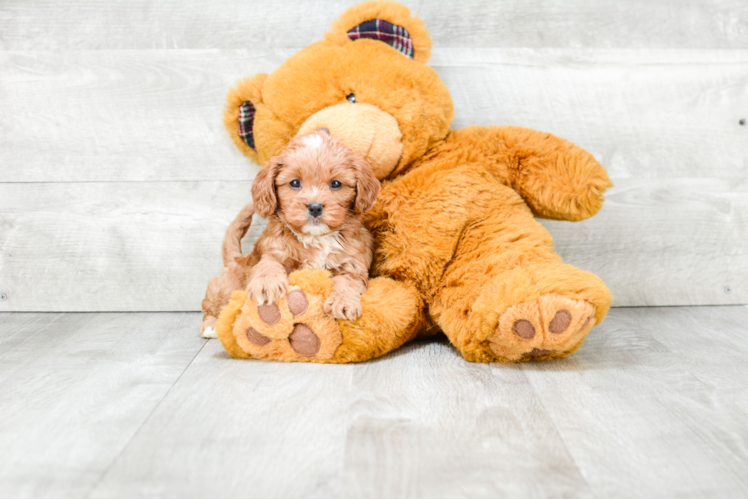 Cute Cavapoo Baby