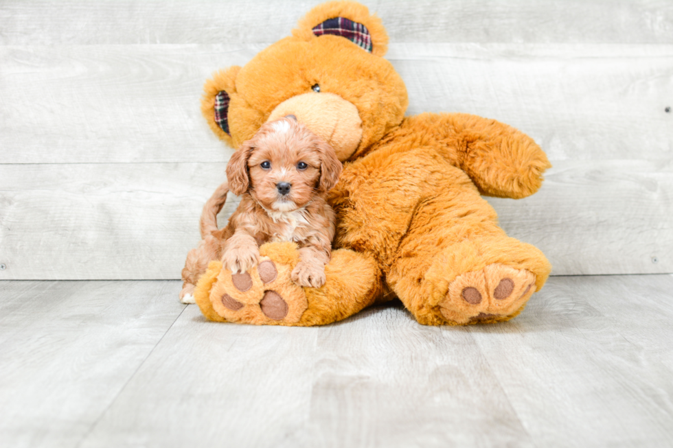 Cute Cavapoo Baby