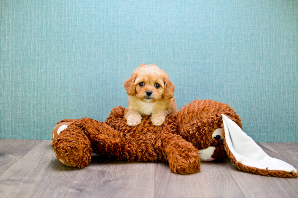 Popular Cavapoo Poodle Mix Pup