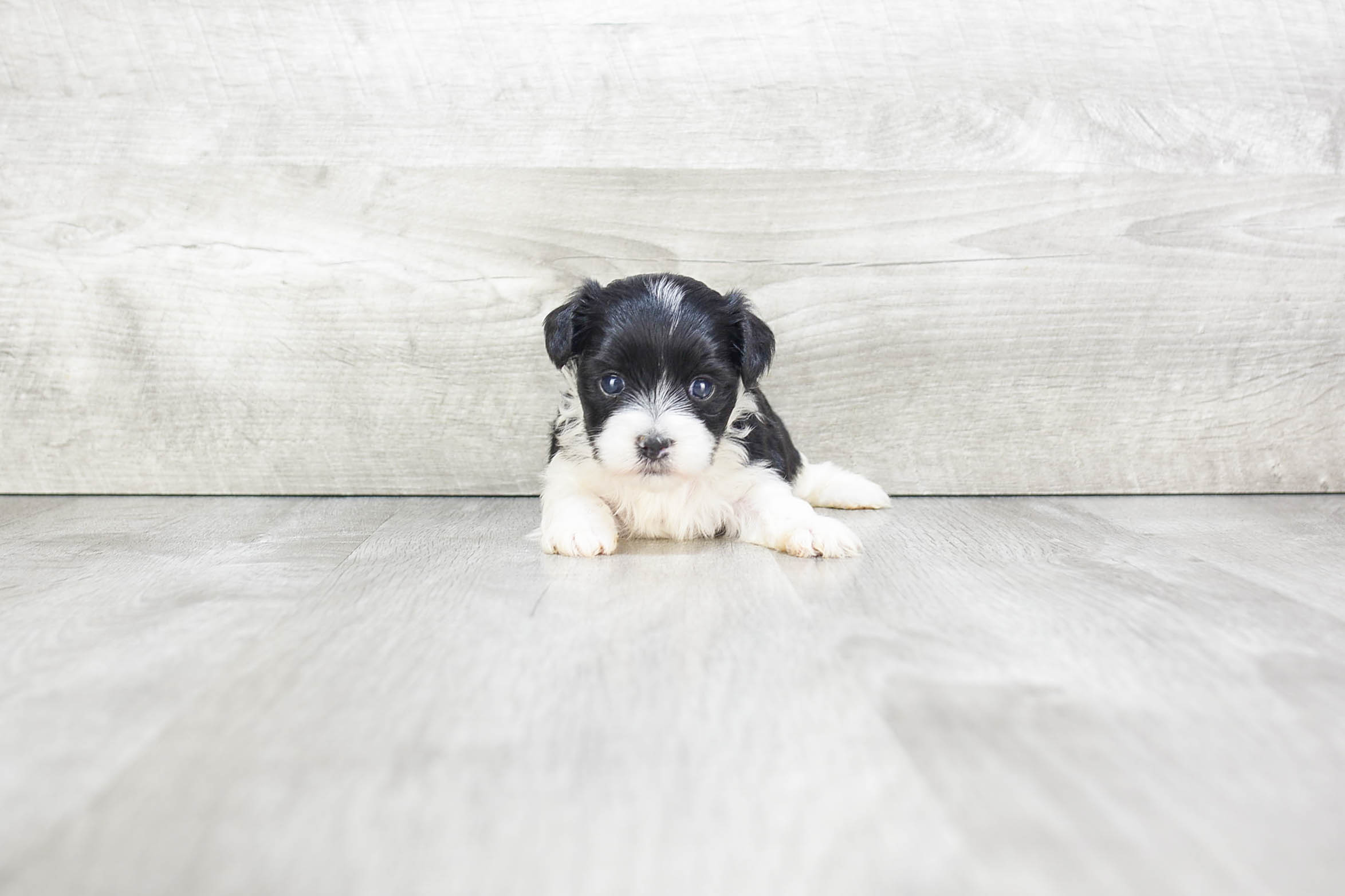 Morkie Puppy for Adoption