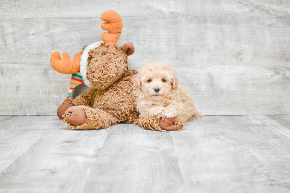 Best Maltipoo Baby