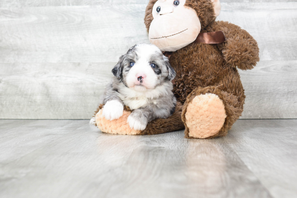 Adorable Mini Berniedoodle Poodle Mix Puppy