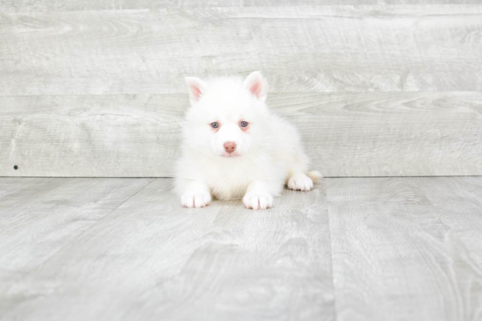 Little Mini Husky Designer Puppy