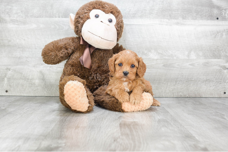 Best Cavapoo Baby