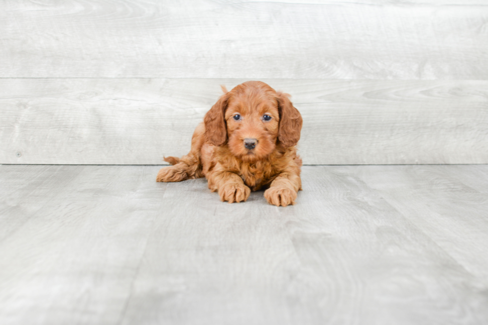 Mini Goldendoodle Pup Being Cute