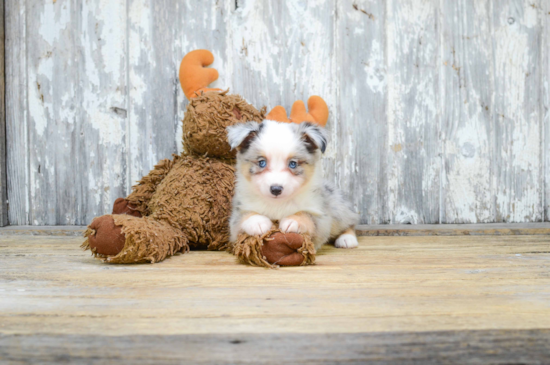 Energetic Aussiepoo Poodle Mix Puppy