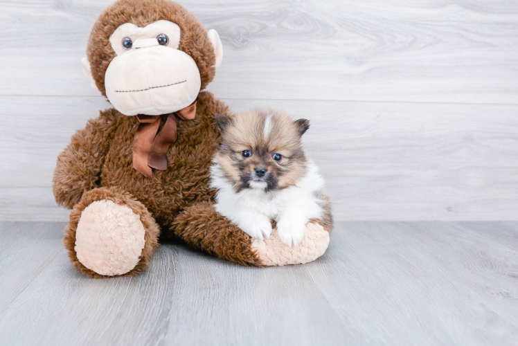 Little Pomeranian Purebred Pup